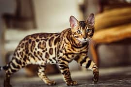 imported pedigree Bengal cat