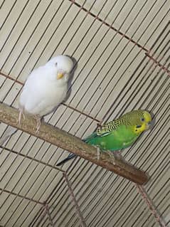 1 budgie confirm breeder pair & 1 male available