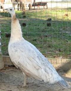 Indian blue ,black shoulder and white peacocks 0