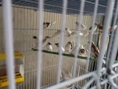 Banglies society Finches for sale