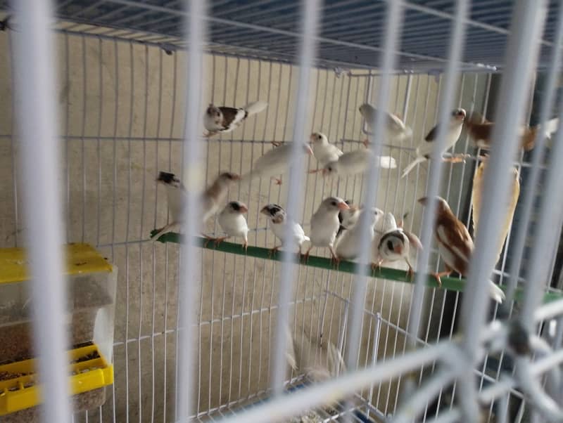 Banglies society Finches for sale 0