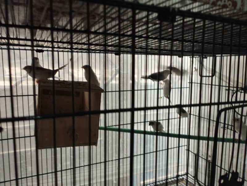 Banglies society Finches for sale 2