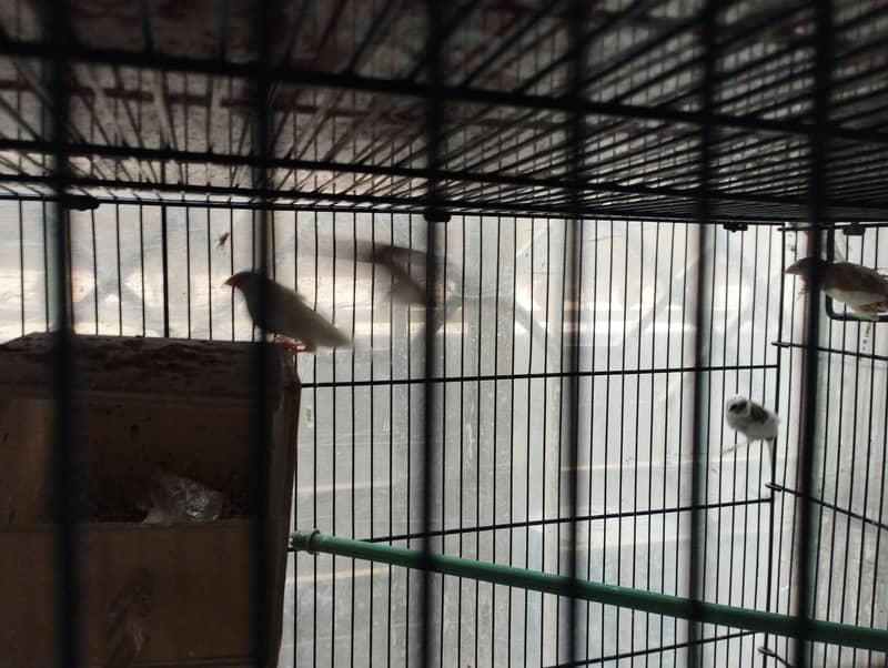 Banglies society Finches for sale 3