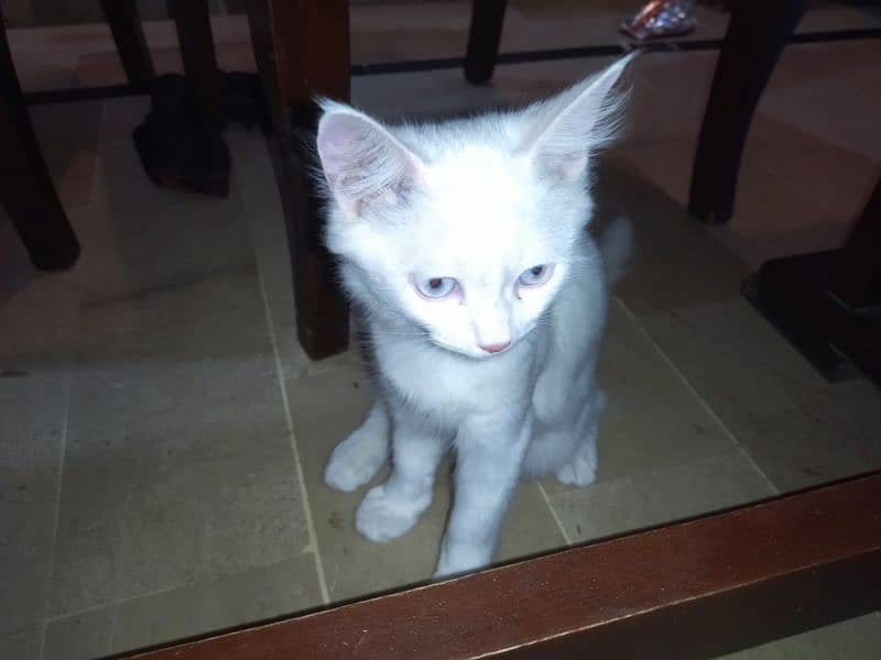 Persian female Kitten 4 months old vaccinated 3