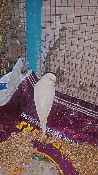 Handtame Budgie / Australian Parrot  For Sale  Details in description 2