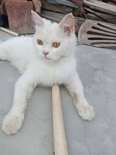 Persian Doll Face cat