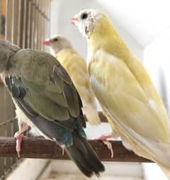 Lady Gouldian Pairs For Sale 0