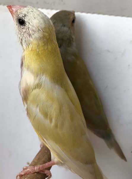 Lady Gouldian Pairs For Sale 11