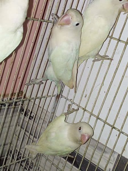 Pale fellow / Albino / splits / Red eyes / Pahari / cage / box / Chick 1