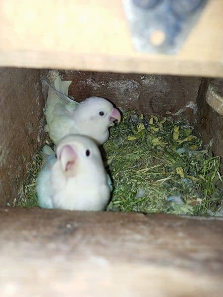 Pale fellow / Albino / splits / Red eyes / Pahari / cage / box / Chick 4