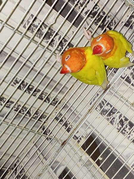 Pale fellow / Albino / splits / Red eyes / Pahari / cage / box / Chick 11