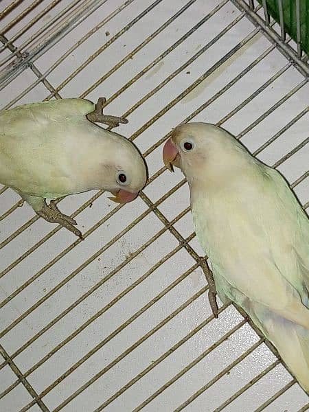 Pale fellow / Albino / splits / Red eyes / Pahari / cage / box / Chick 13