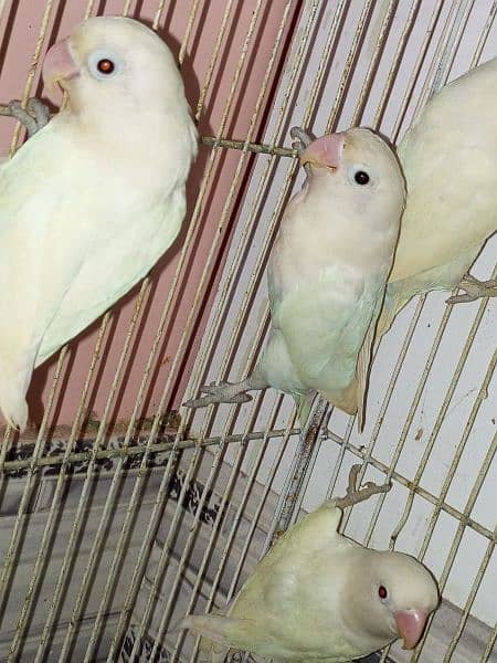 Pale fellow / Albino / splits / Red eyes / Pahari / cage / box / Chick 14