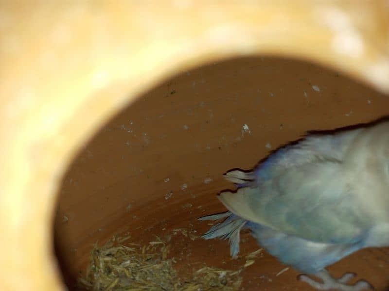 Pale fellow / Albino / splits / Red eyes / Pahari / cage / box / Chick 15