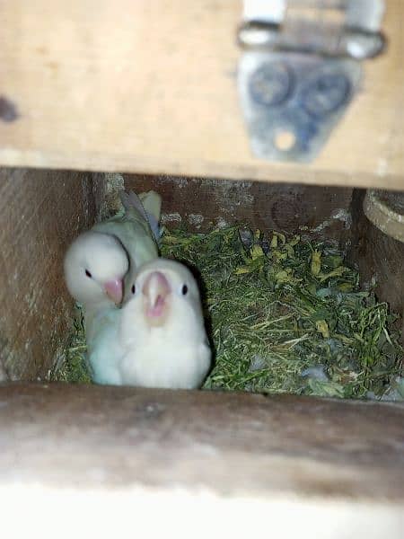 Pale fellow / Albino / splits / Red eyes / Pahari / cage / box / Chick 16