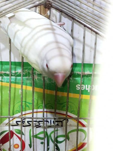 Pale fellow / Albino / splits / Red eyes / Pahari / cage / box / Chick 18