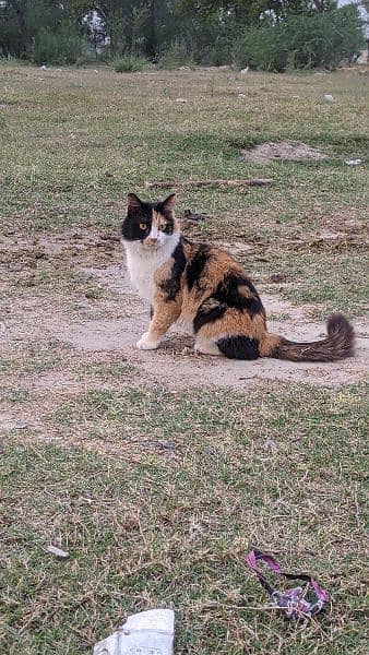 Persion Calico Cat Brown Eyes Black Brown & white mixture Home Cat 6