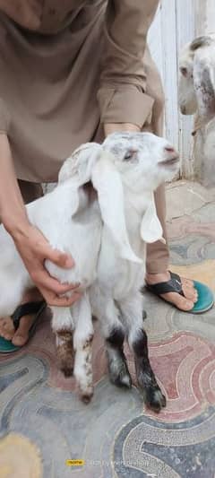 wana sell goat with male female kids goat age around 3 years