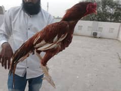 High quality Aseel with 2 female hens
