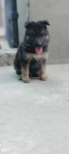 German Shepherd puppies / Puppies for sale / GSD / Dog 0