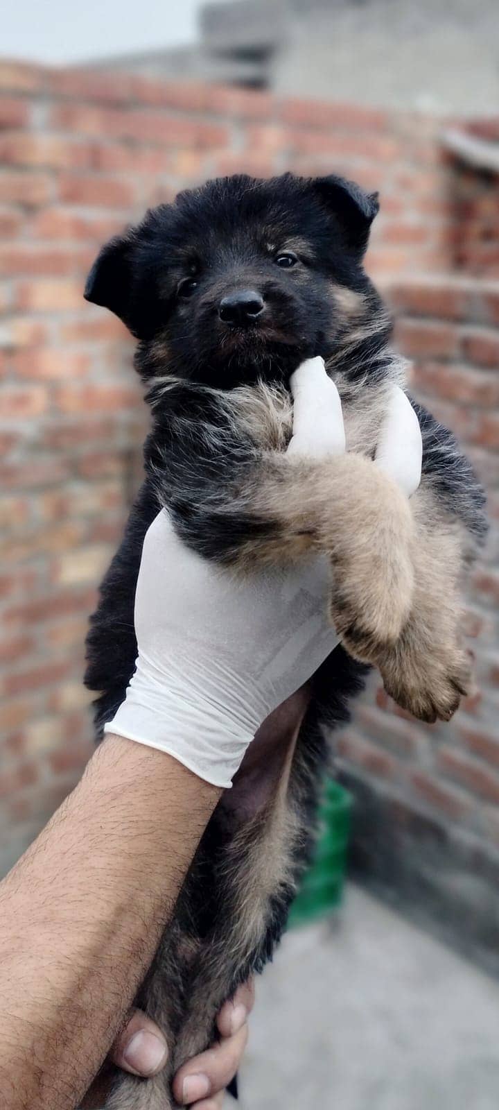 German Shepherd puppies / Puppies for sale / GSD / Dog 1