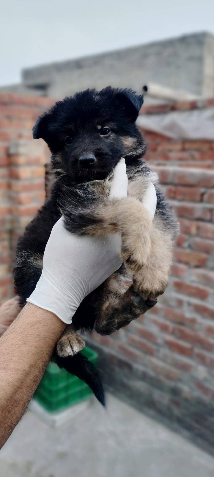 German Shepherd puppies / Puppies for sale / GSD / Dog 4