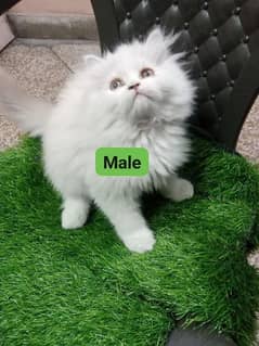 Any type of persian cats and kittens avail [0307/710/92/69]