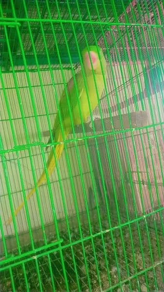 Raw parrot  breeder 2