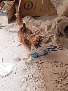 aseel golden murghi sale with 2 chiks  black murghi for sale breeder 0