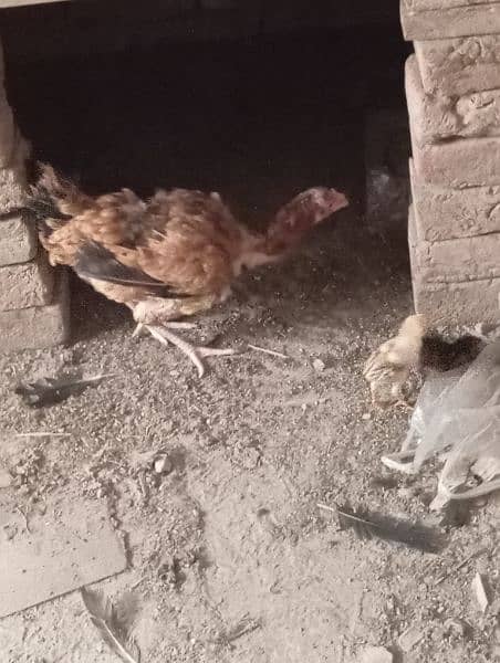 aseel golden murghi sale with 2 chiks  black murghi for sale breeder 1