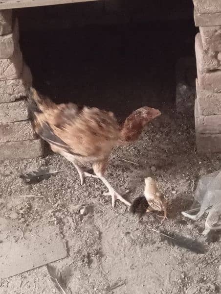 aseel golden murghi sale with 2 chiks  black murghi for sale breeder 2
