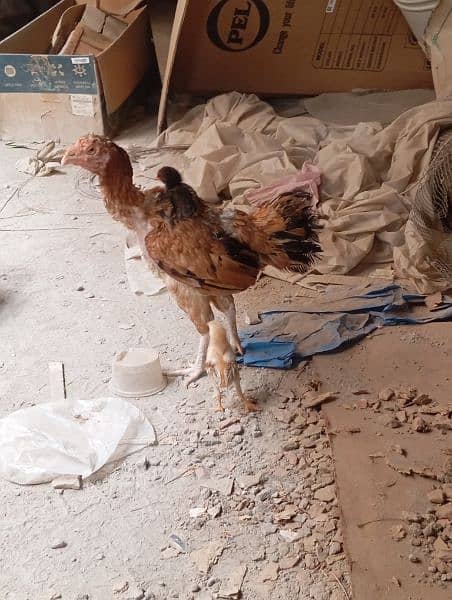 aseel golden murghi sale with 2 chiks  black murghi for sale breeder 4