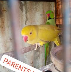 3 Olive Ringneck  chicks.   2 cream cocktail red eye.