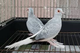 breeder  silver  diamond dove  two  times  breed