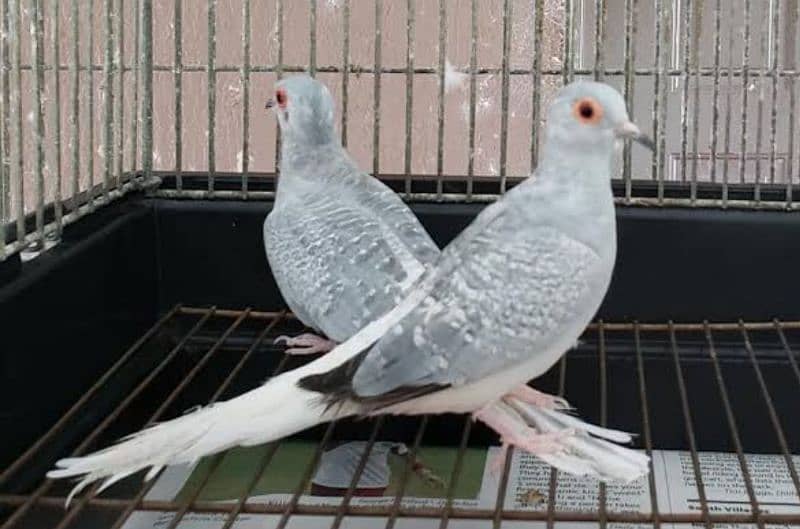 breeder  silver  diamond dove  two  times  breed 0