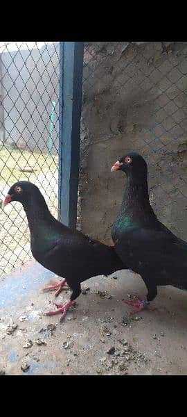 Danish Dr line breeder pair pigeon kabutar 0