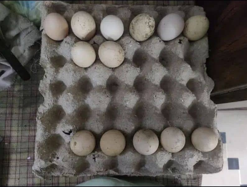 Austroloup Fertile Eggs 0