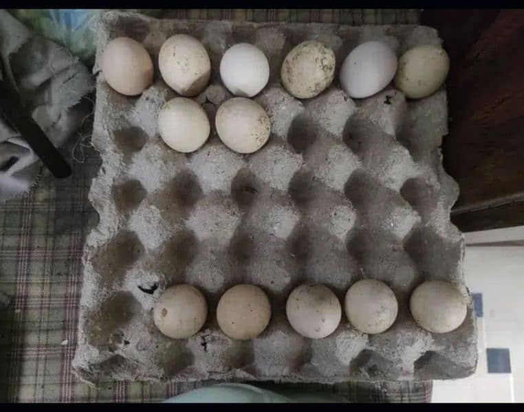 Austroloup Fertile Eggs 1