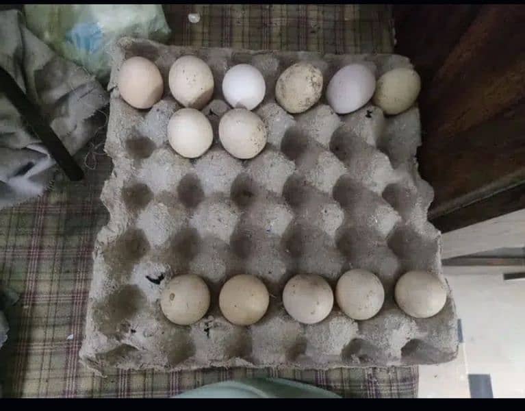 Austroloup Fertile Eggs 2