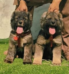 Bakarwal puppies show quality ful security dogs pair for sale