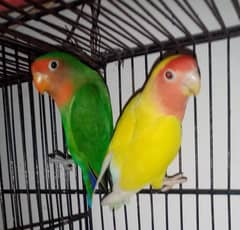 love birds confirm pair