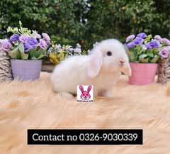 Imported  breed Holland loop and Lionhead with different  color