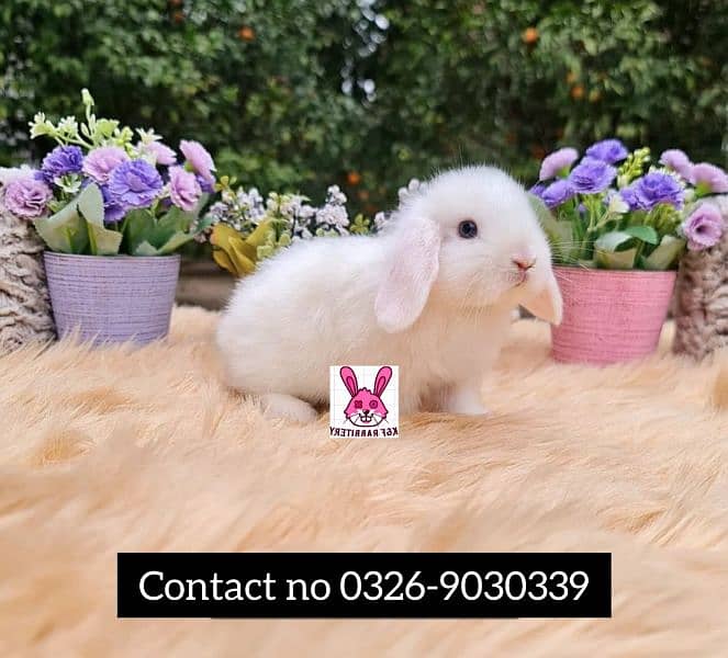Imported  breed Holland loop and Lionhead with different  color 0