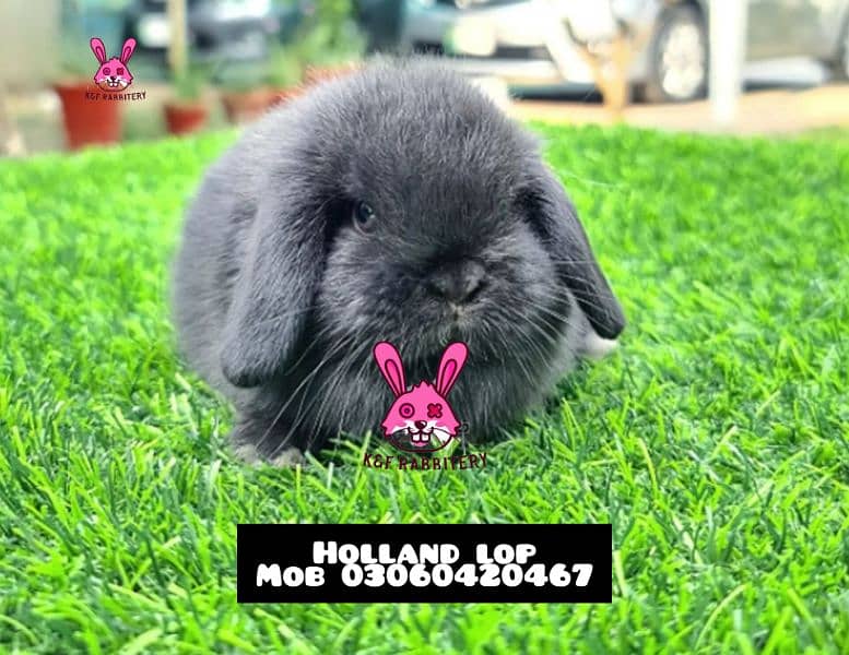 Imported  breed Holland loop and Lionhead with different  color 1