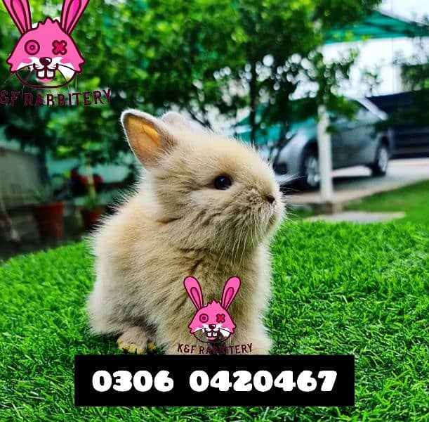 Imported  breed Holland loop and Lionhead with different  color 3