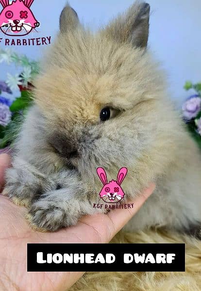 Imported  breed Holland loop and Lionhead with different  color 4