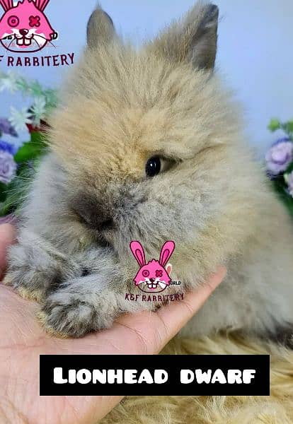 Imported  breed Holland loop and Lionhead with different  color 5
