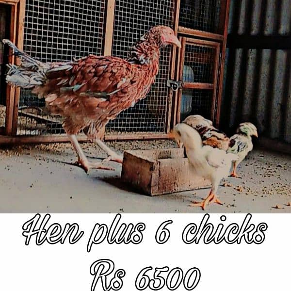 Mianwali chicks 6