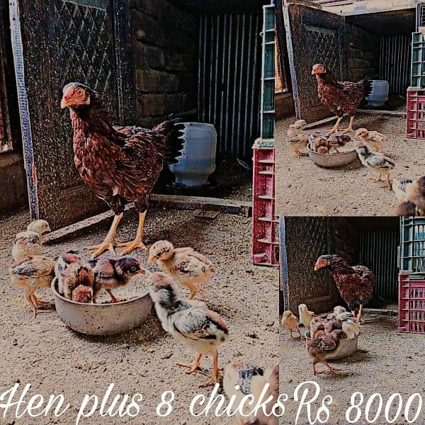 Mianwali chicks 9