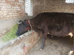 milking cow for sale
